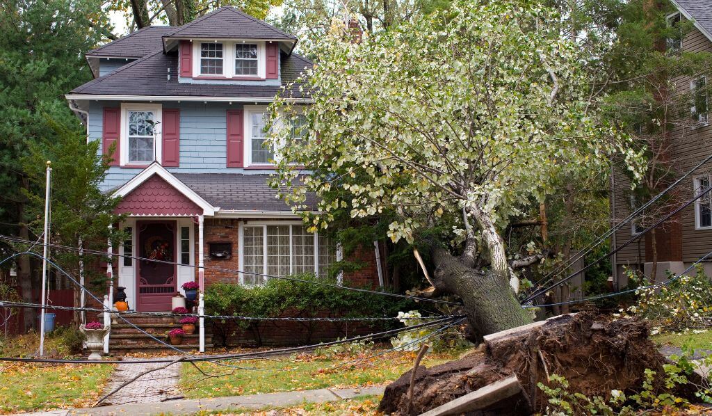 Distressed Property With Fallen Tree